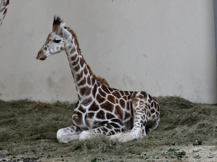 Giraffa camelopardalis rothschildi