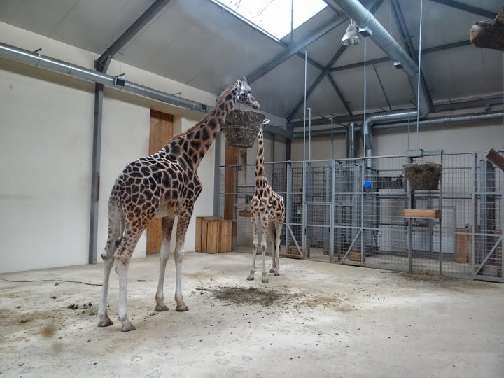 Giraffa camelopardalis rothschildi