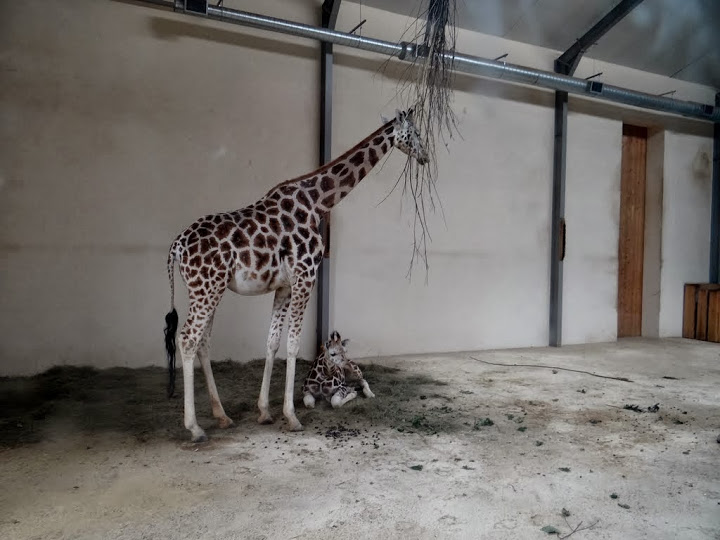 Giraffa camelopardalis rothschildi