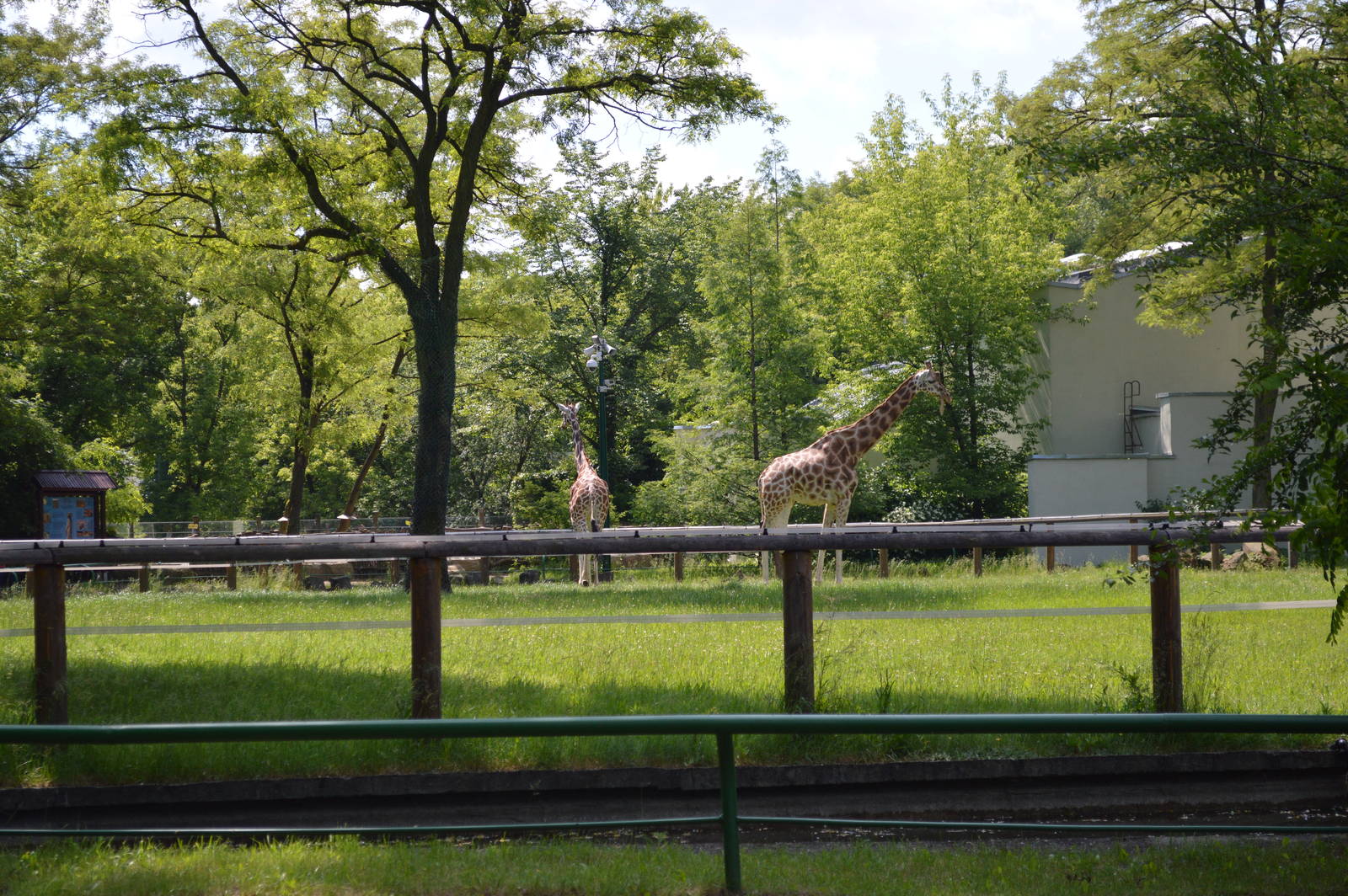 Giraffa camelopardalis rothschildi