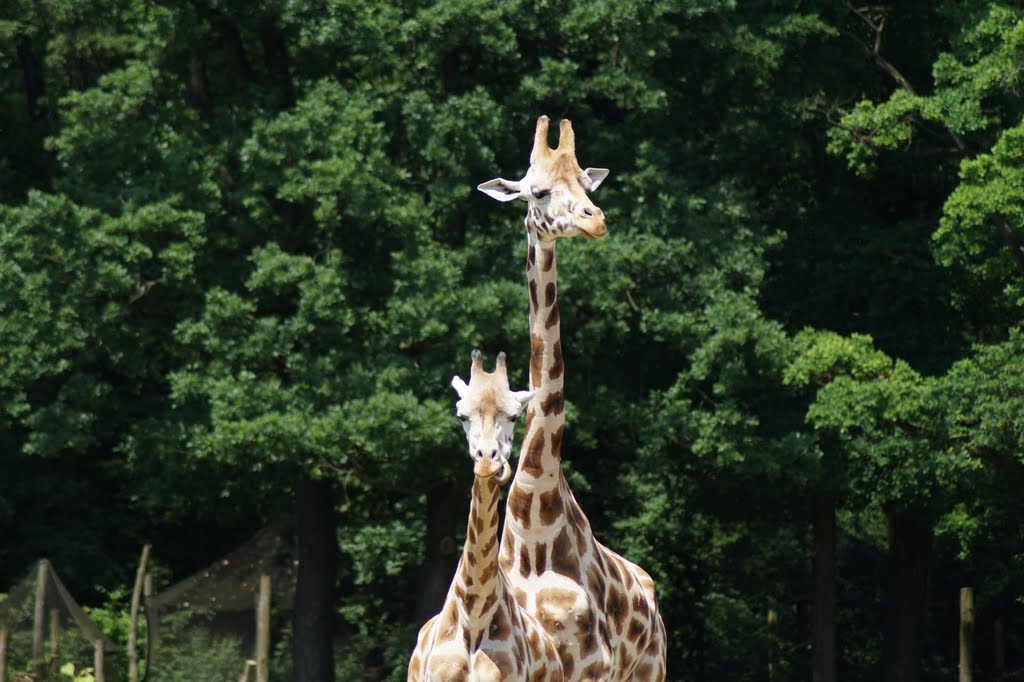 Giraffa camelopardalis rothschildi