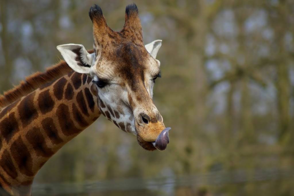 Giraffa camelopardalis rothschildi