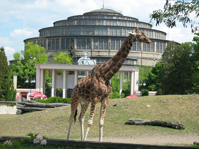 Giraffa camelopardalis