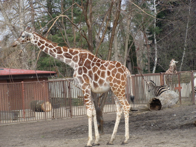 Giraffa camelopardalis