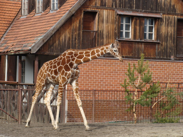 Giraffa camelopardalis