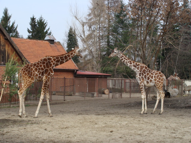 Giraffa camelopardalis