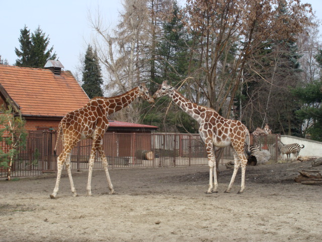 Giraffa camelopardalis