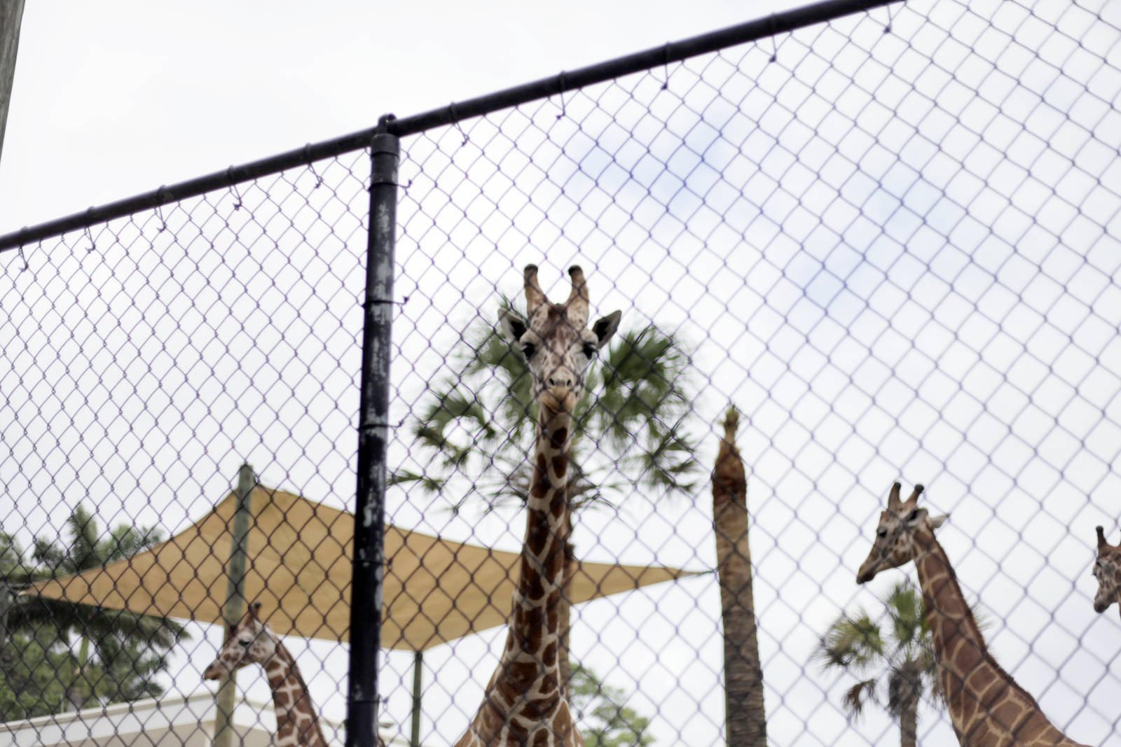 Giraffa camelopardalis