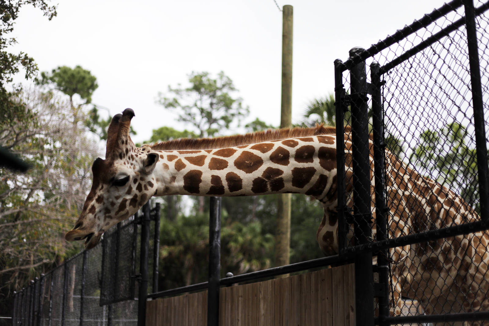 Giraffa camelopardalis