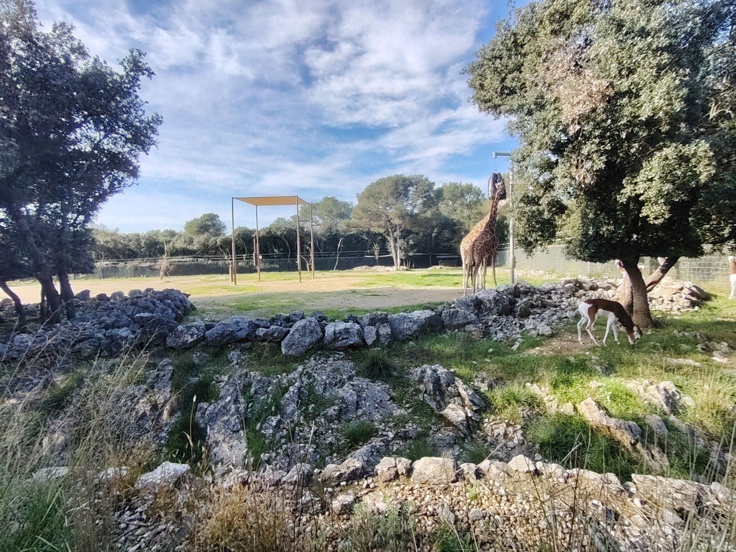 Giraffa (Giraffa cameleopardalis) & Mhorr Gazelle (Nanger dama mhorr)