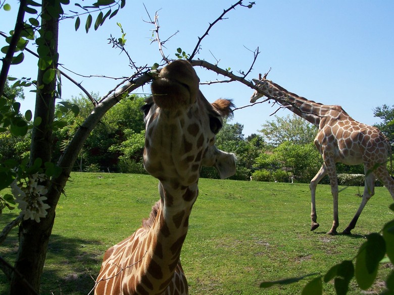 giraffas