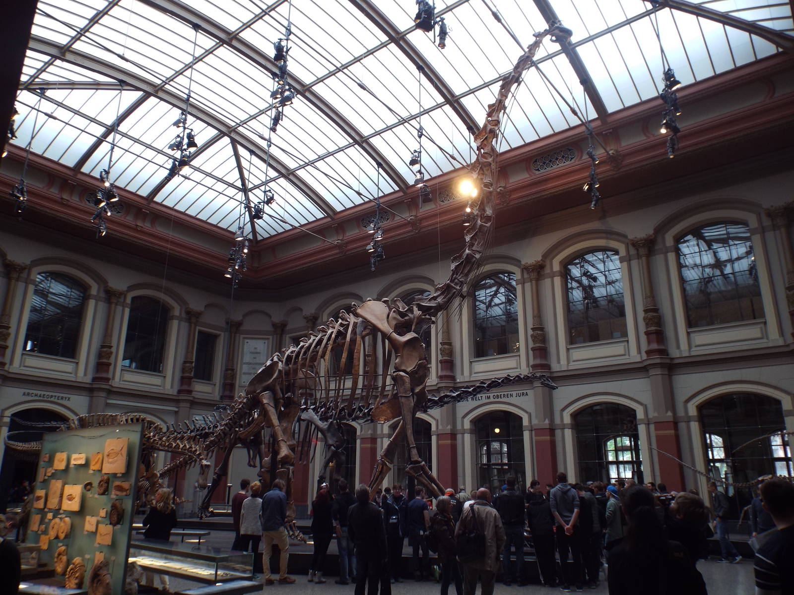 Giraffatitan brancai at Museum f?r Naturkunde, Berlin - April 9th 2014