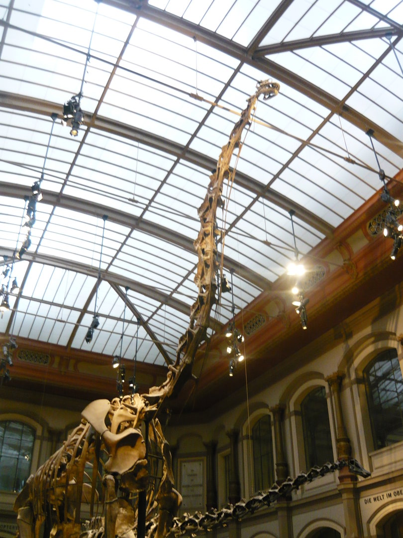 Giraffatitan brancai skeleton