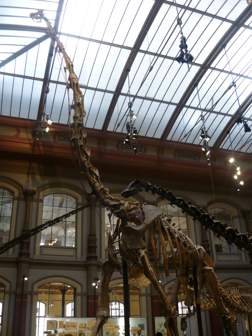 Giraffatitan brancai skeleton