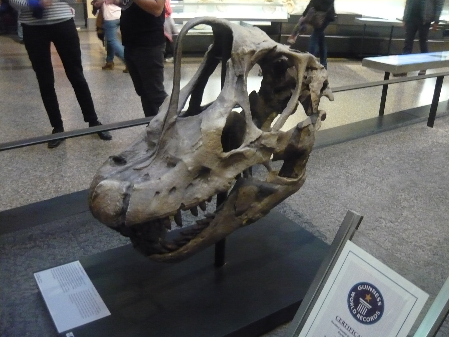 Giraffatitan brancai skull