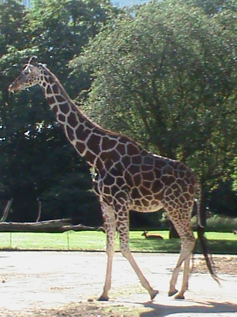 giraffe 030910