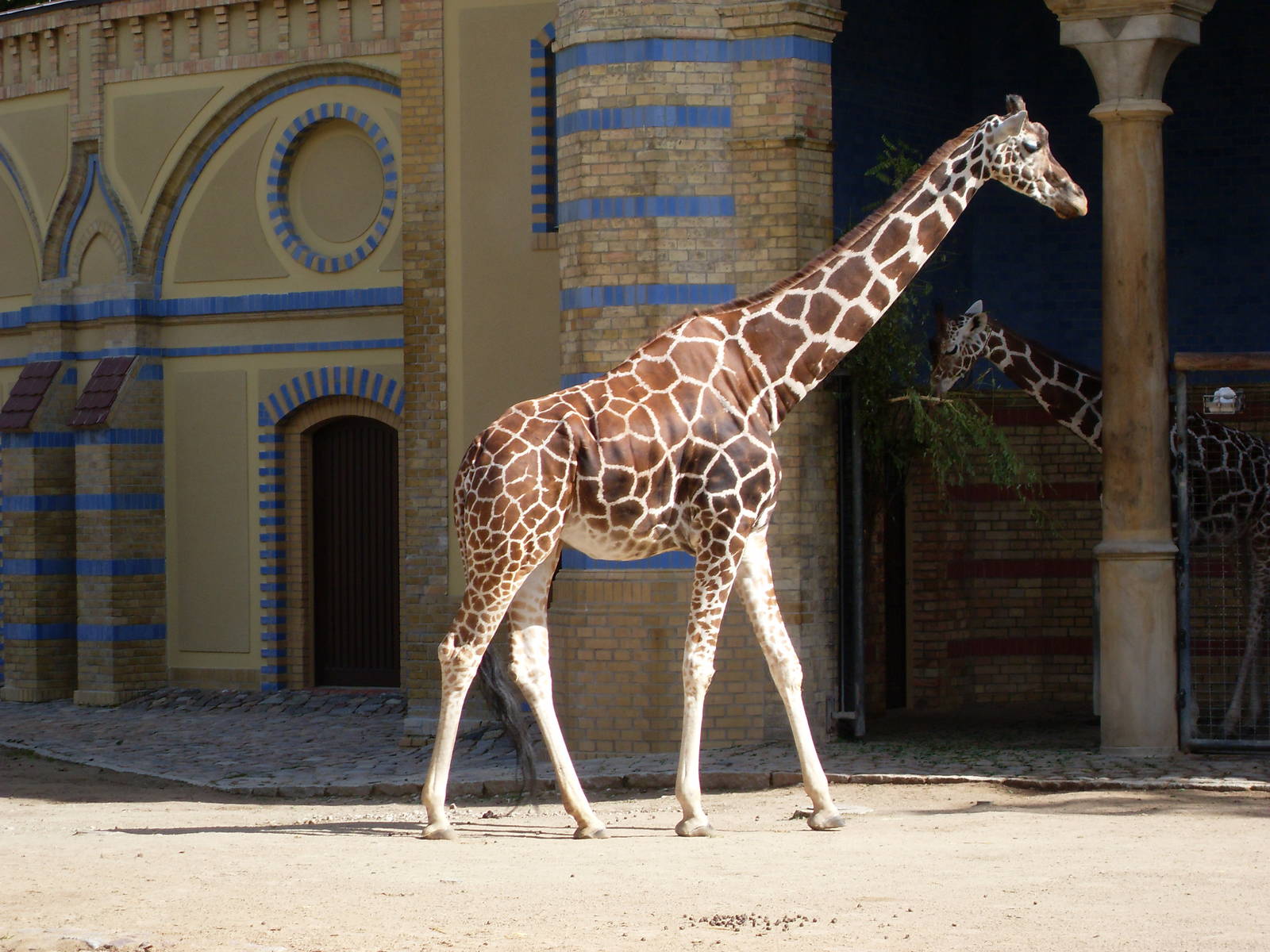 giraffe 030910