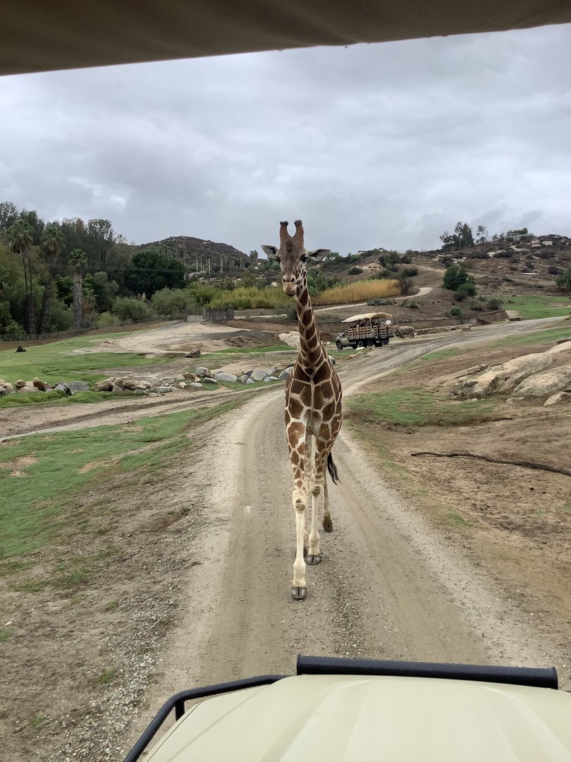 Giraffe 10/9/21