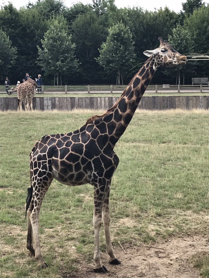 Giraffe 100818