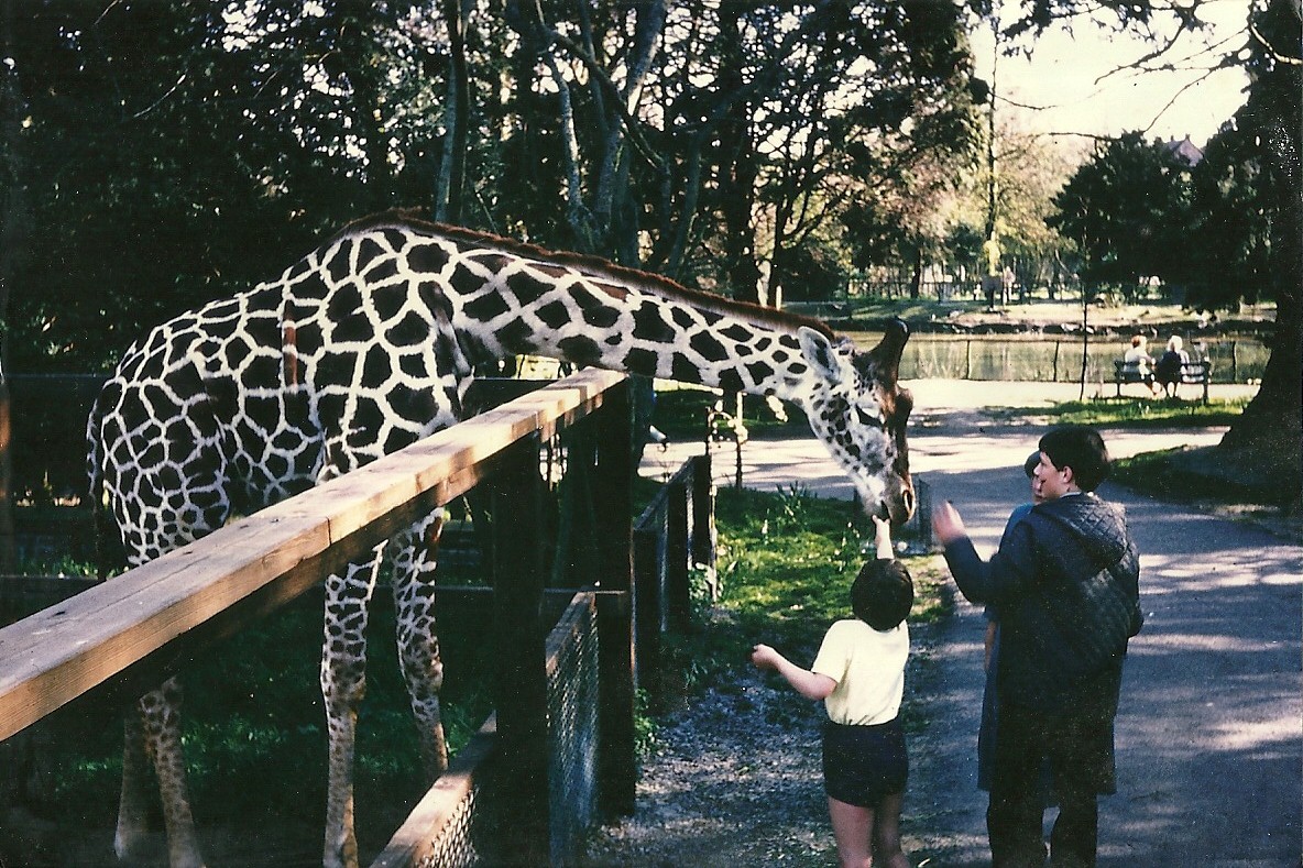 Giraffe 1966
