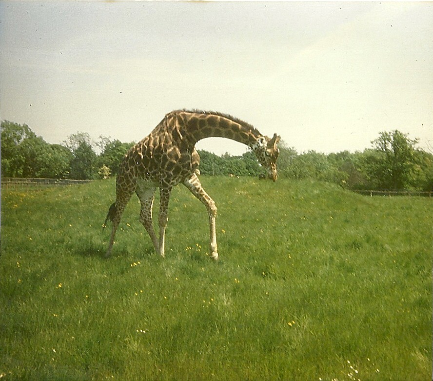 Giraffe 1979