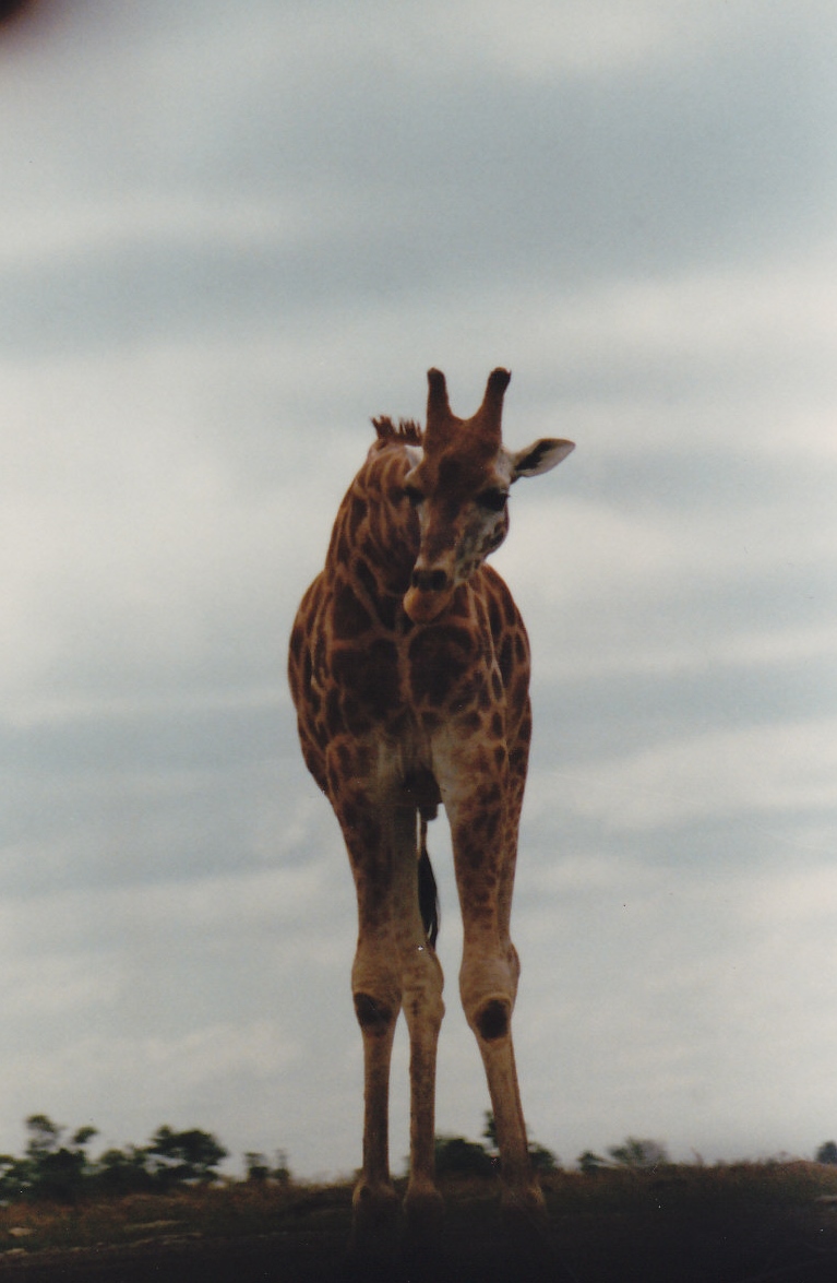 Giraffe 1988