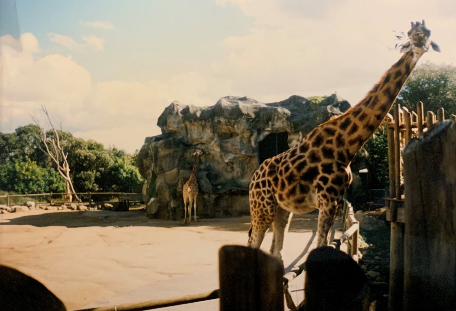 Giraffe (1996)