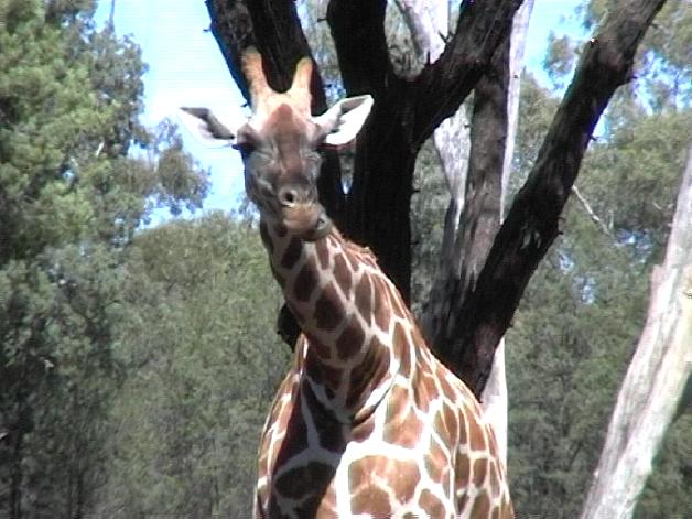 Giraffe (2004)