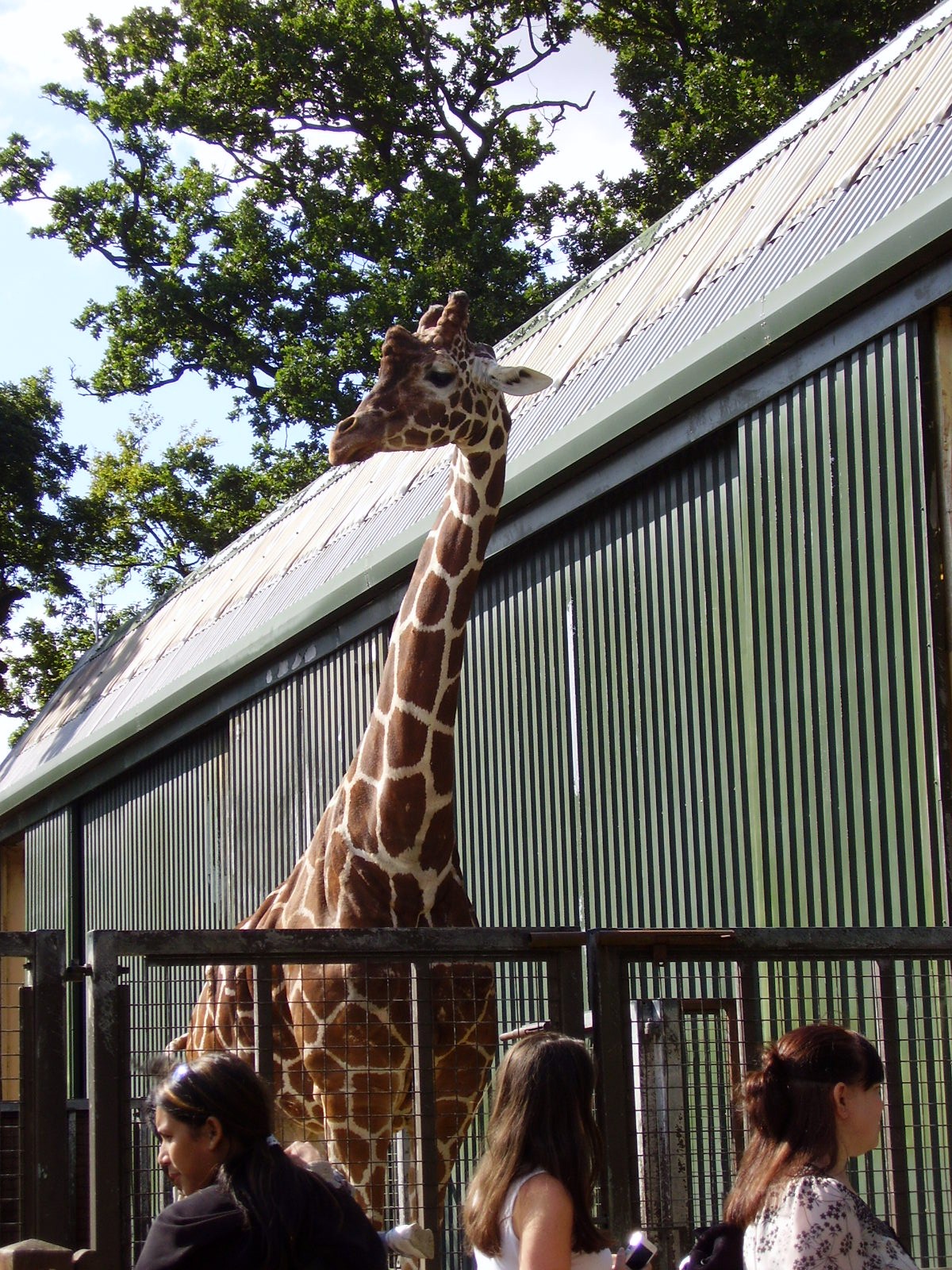 Giraffe - 2008