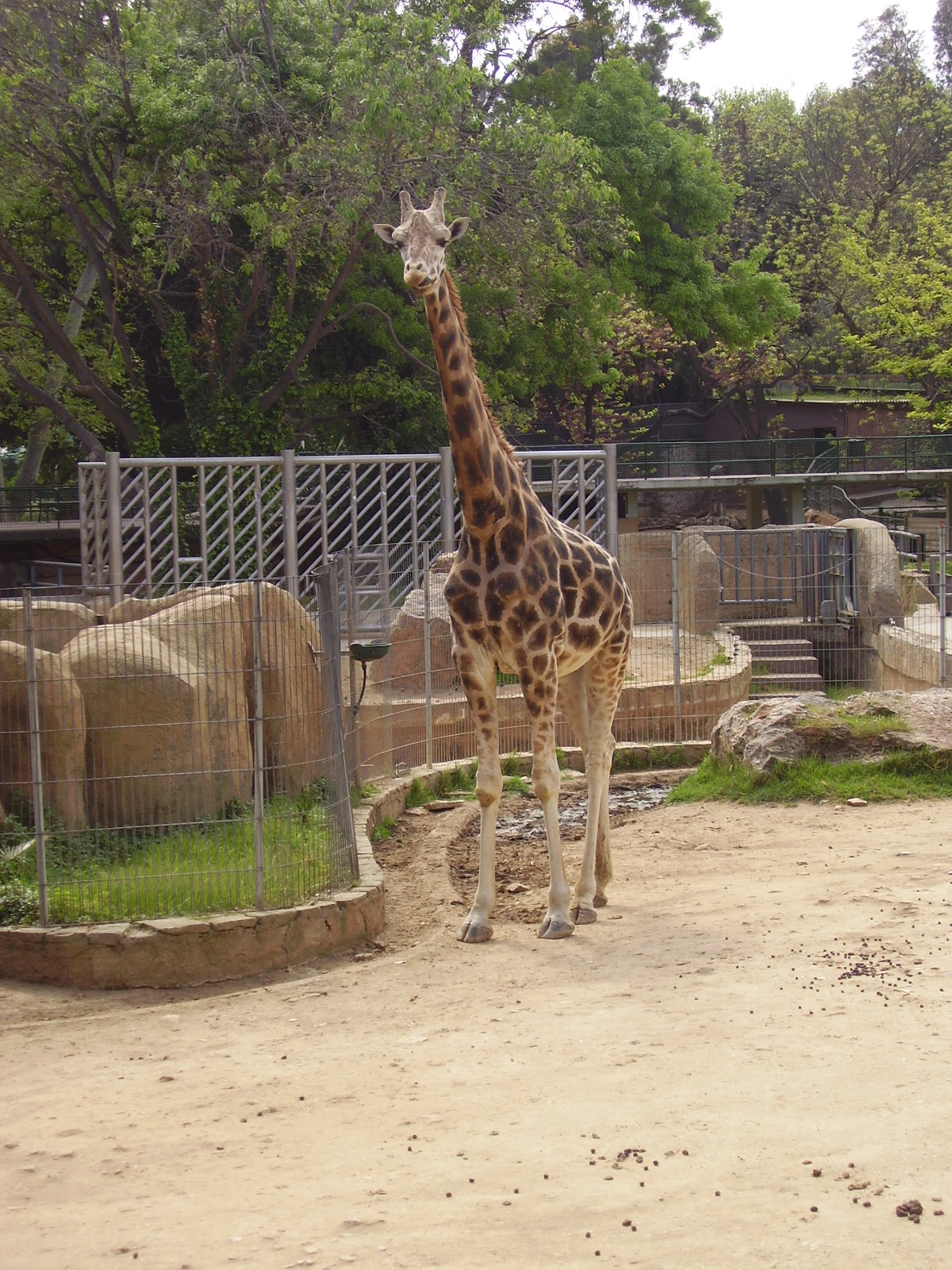 Giraffe - 2008