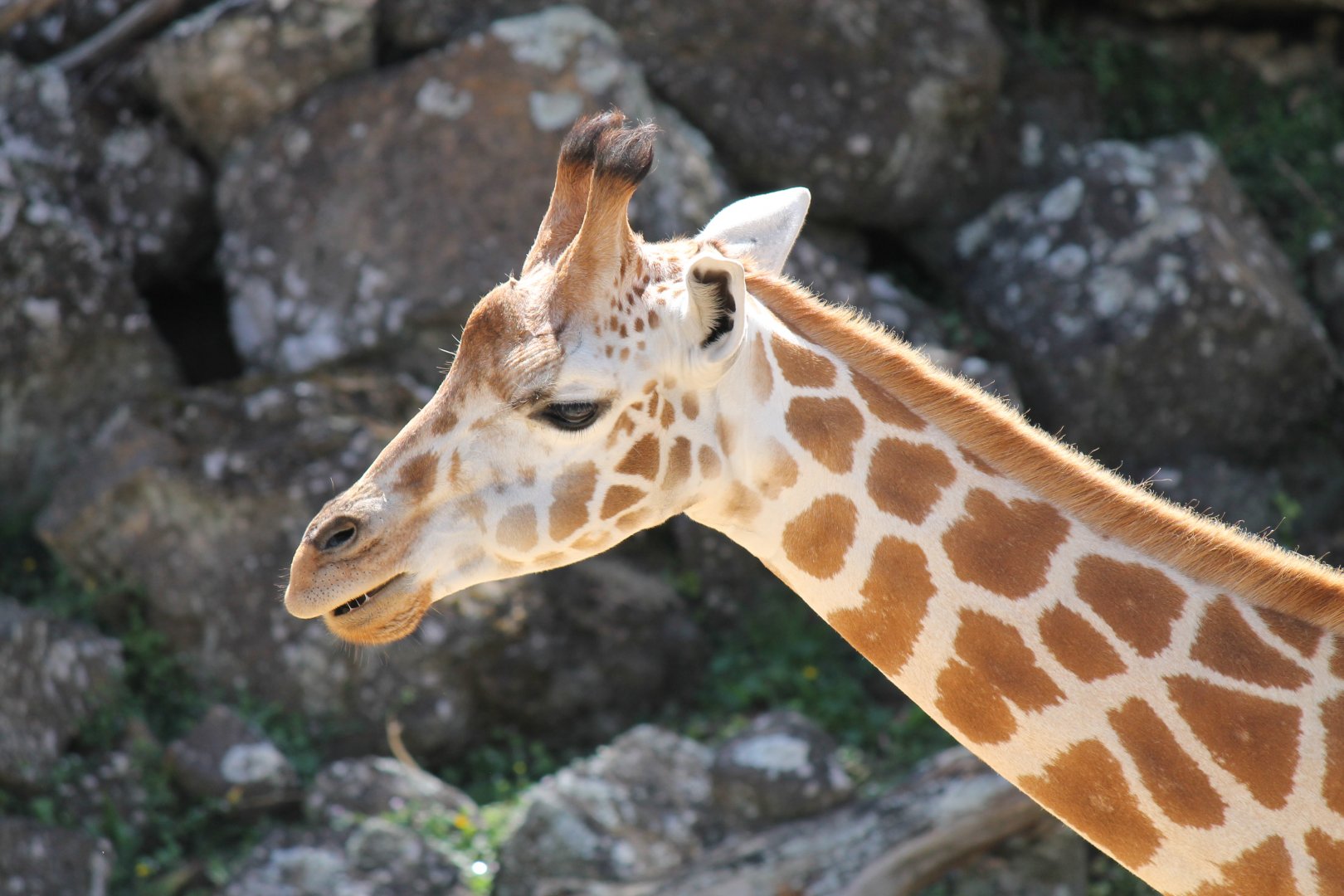 Giraffe (2012)