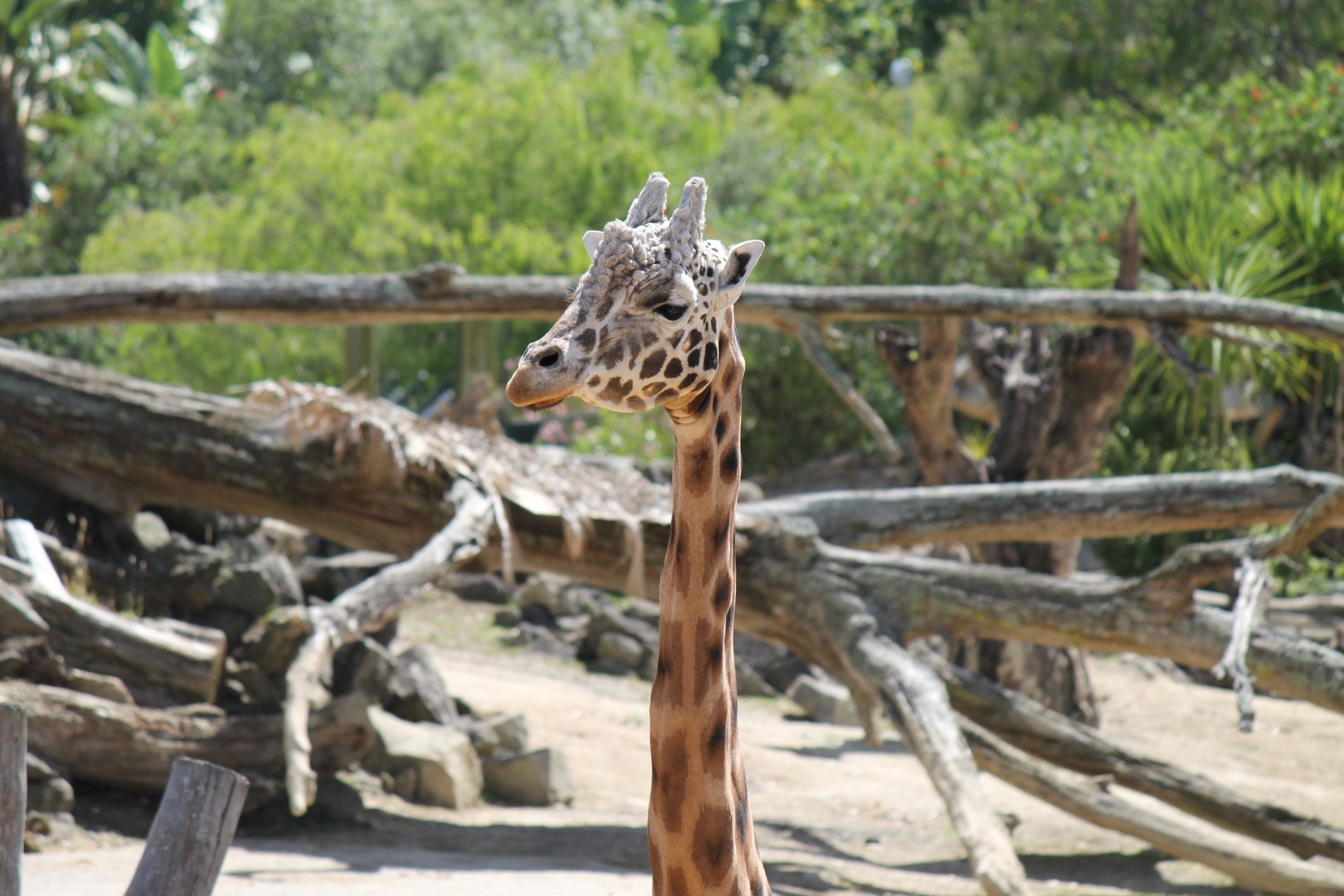 Giraffe (2012)