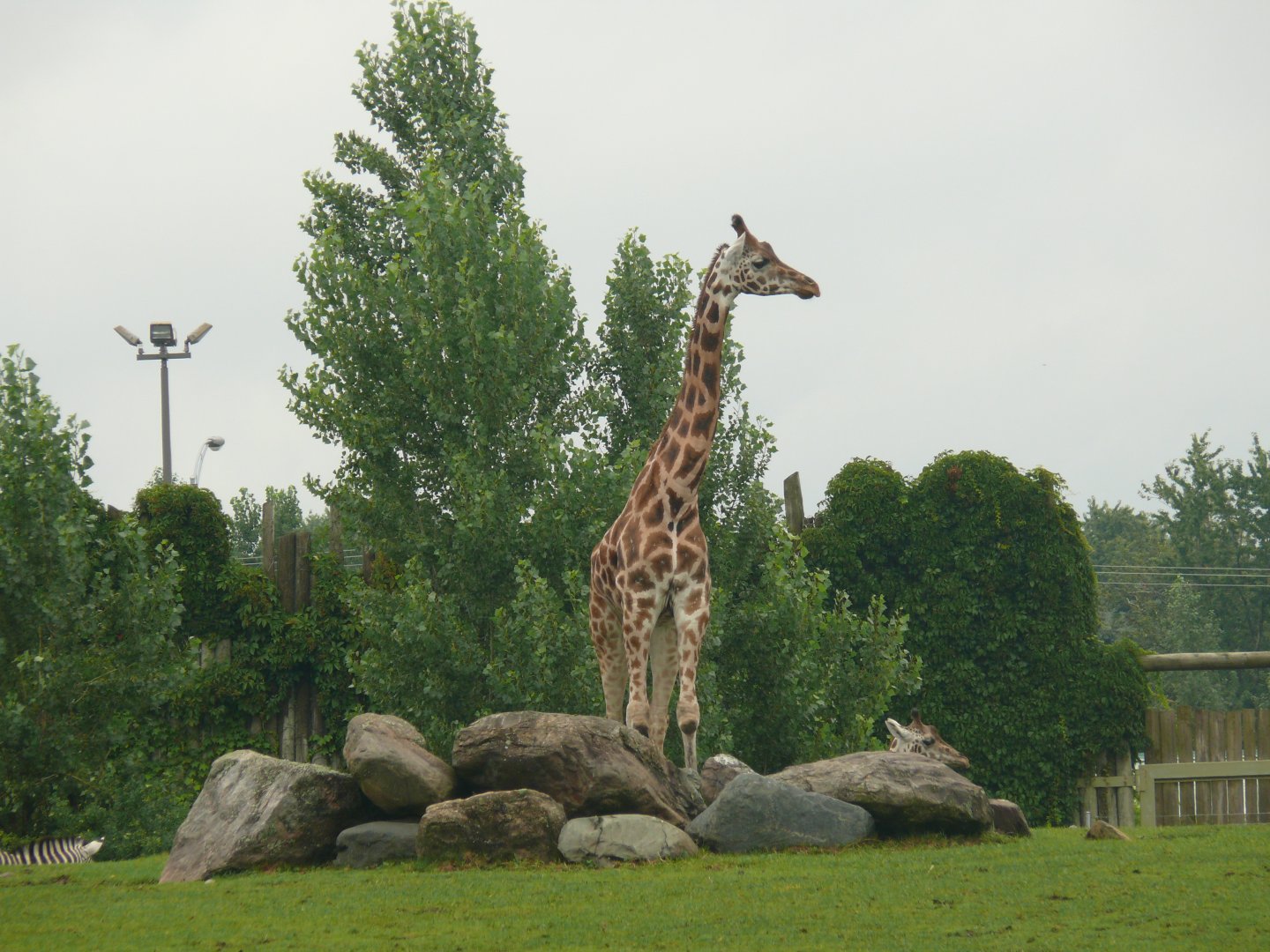 Giraffe - 24-08-2020