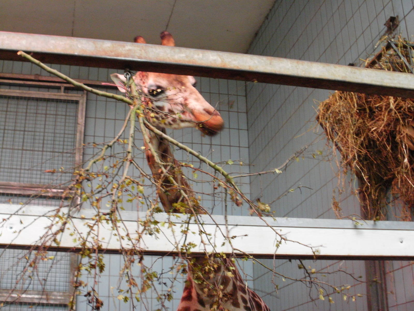 Giraffe - 28.10.2010