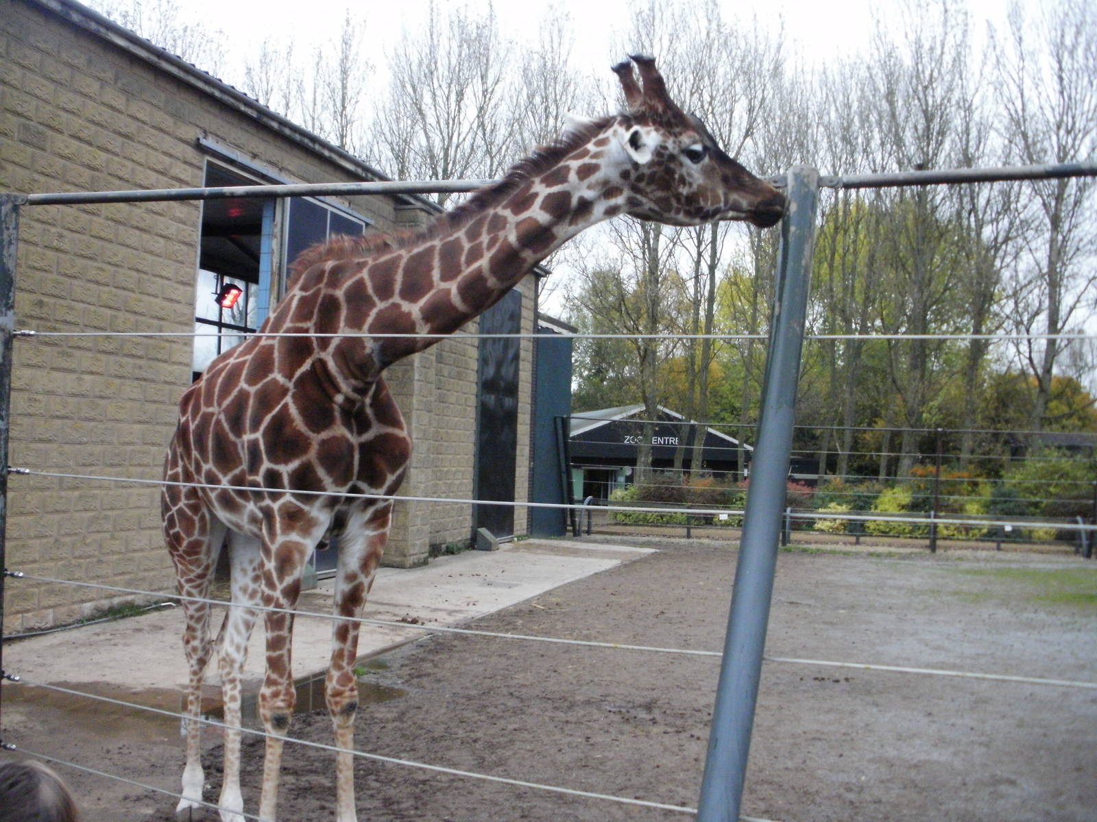 Giraffe - 28.10.2010