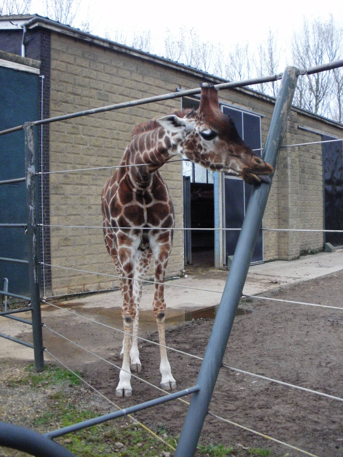 Giraffe - 28.10.2010