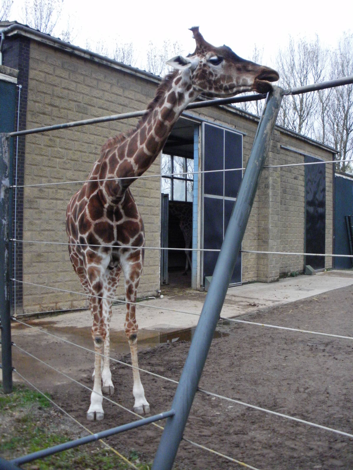 Giraffe - 28.10.2010