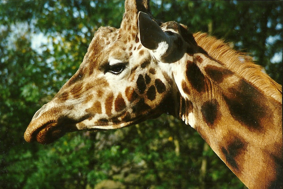 Giraffe 28th October 1995