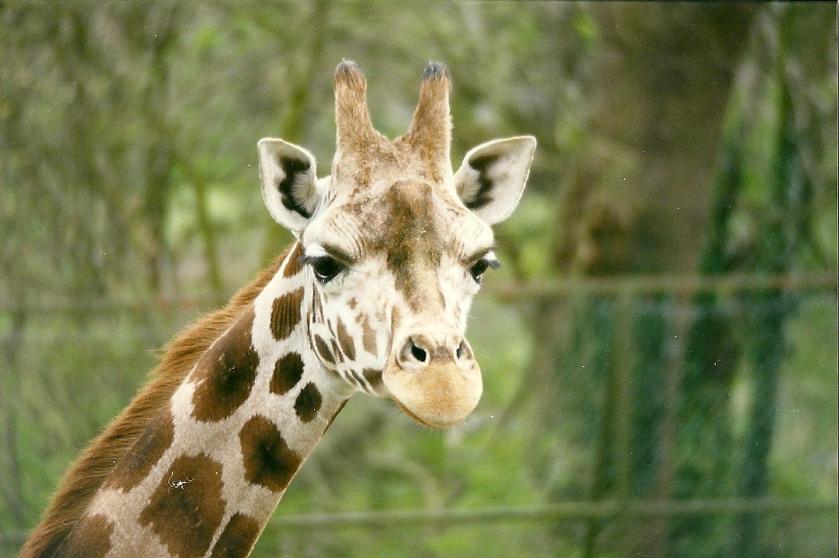 Giraffe 5th April 1998