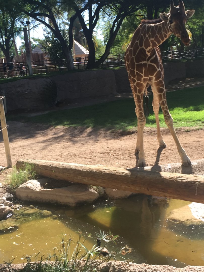 Giraffe 6-30-2018