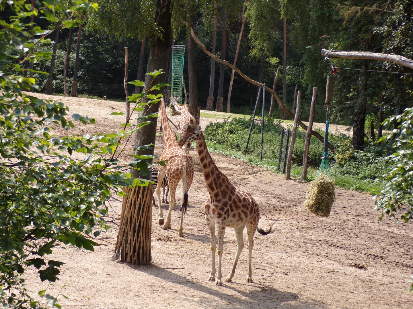 Giraffe 6.7.23