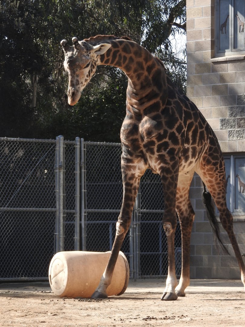 Giraffe about to kick the drum