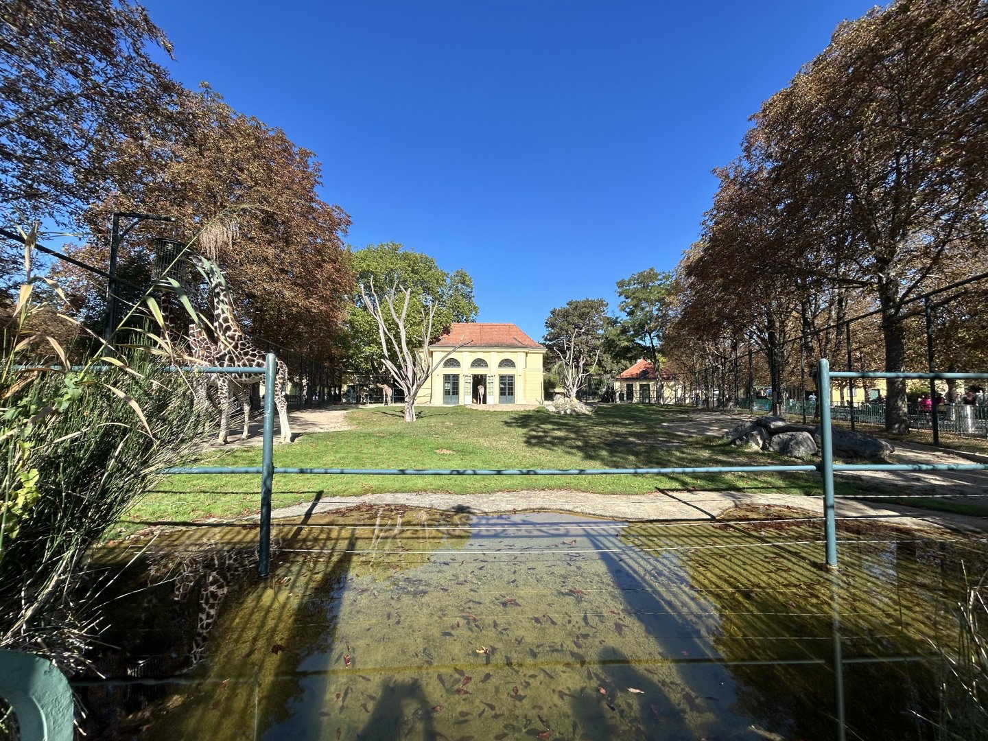 Giraffe & Abyssinian Ground Hornbill Exhibit