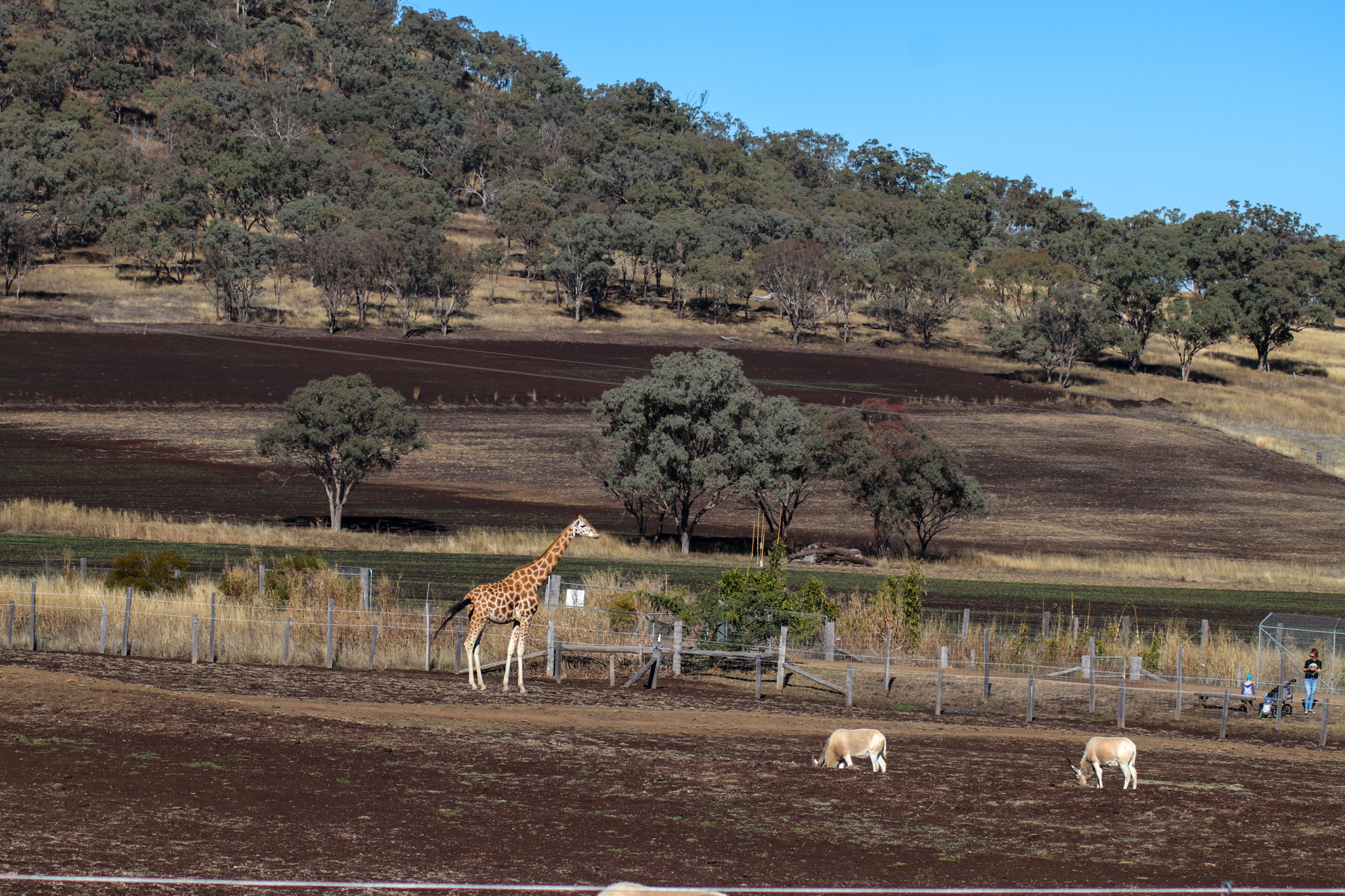 Giraffe/Addax Enclosure