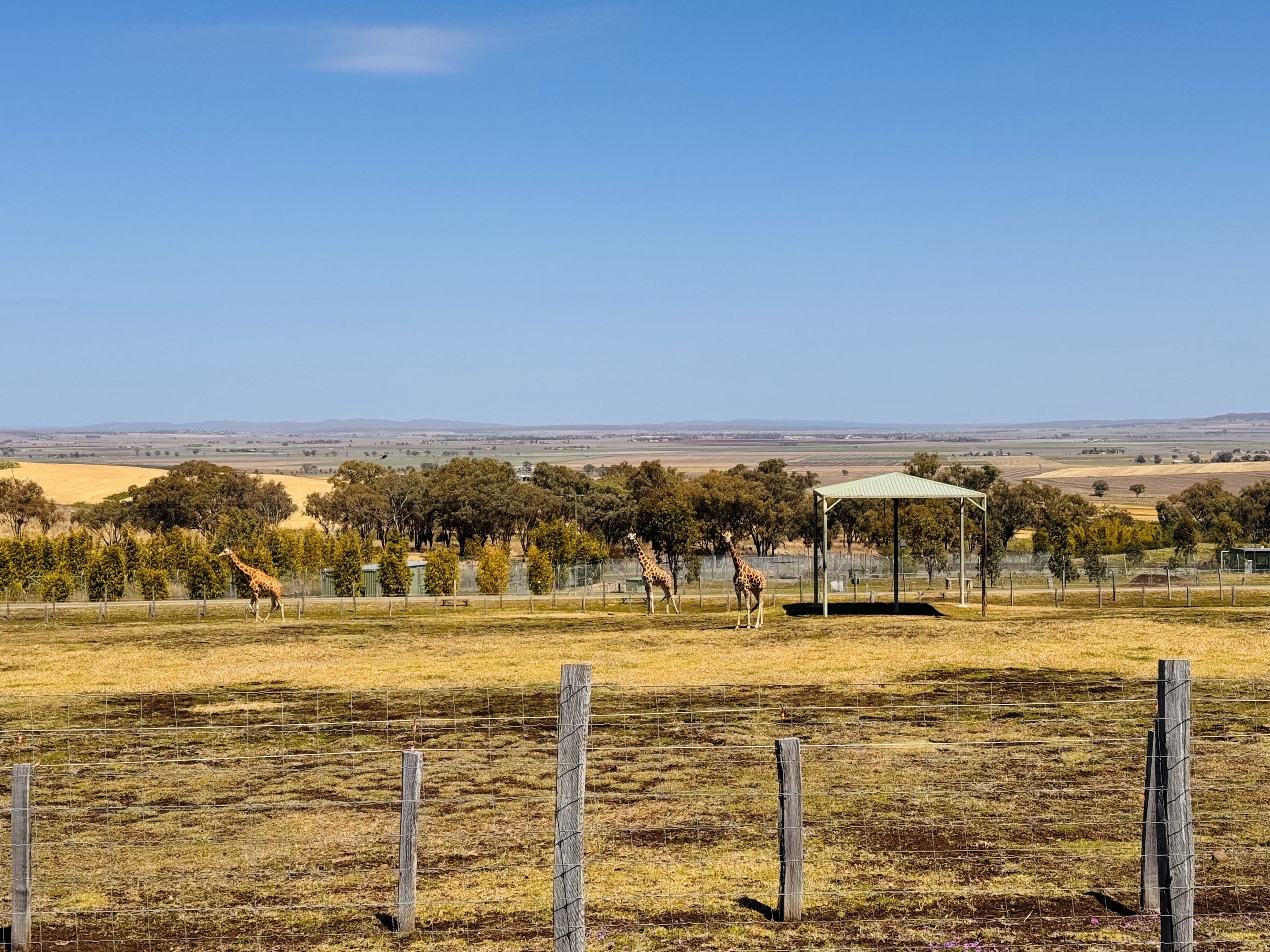 Giraffe/addax enclosure