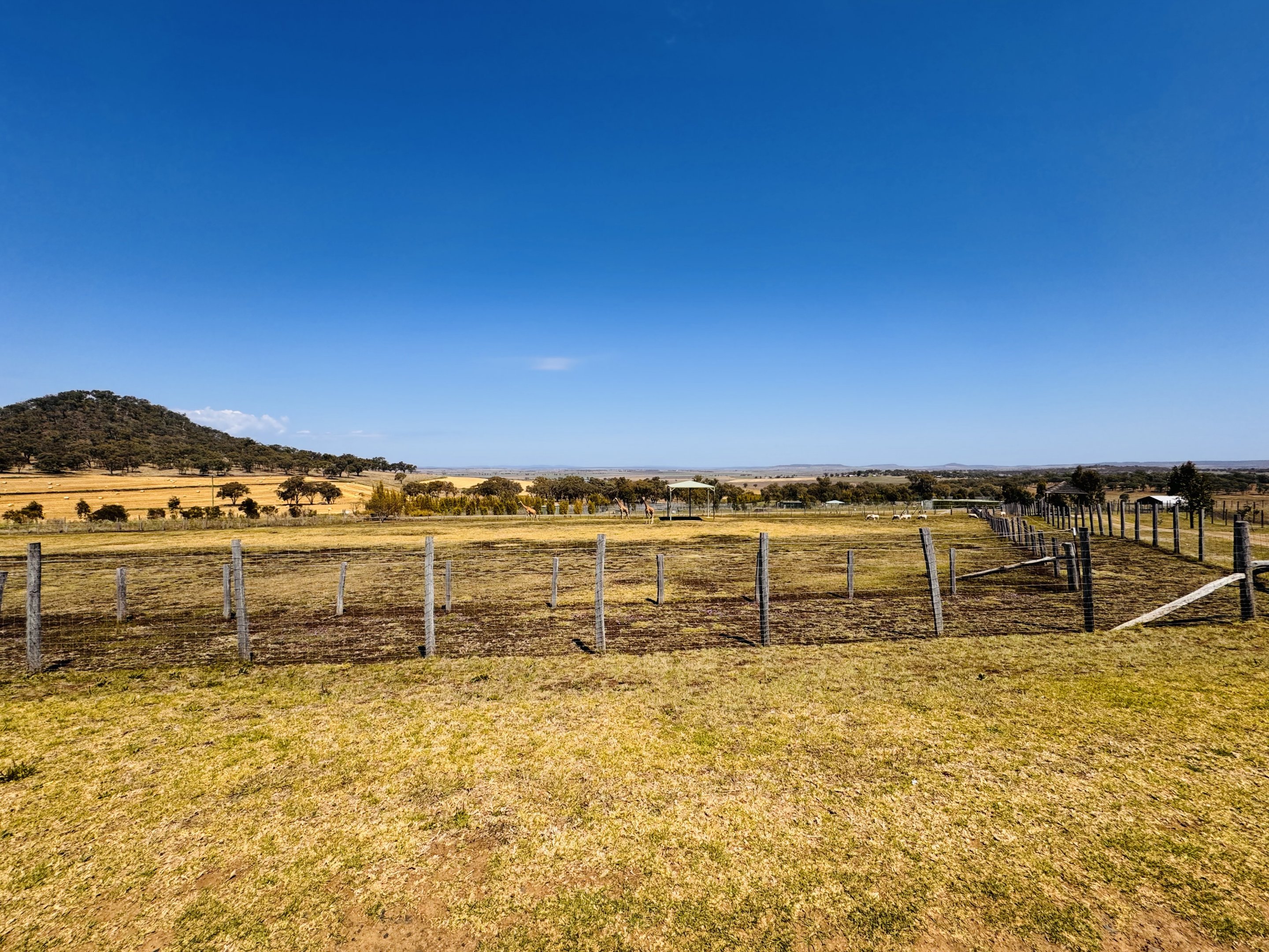 Giraffe/addax enclosure