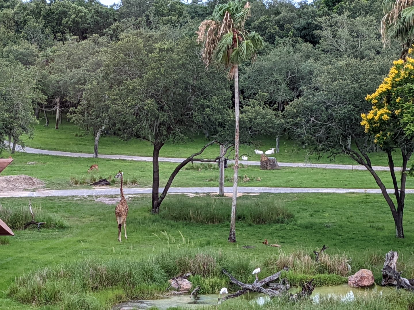 Giraffe, addax, impala, spoonbill - Uzima savanna