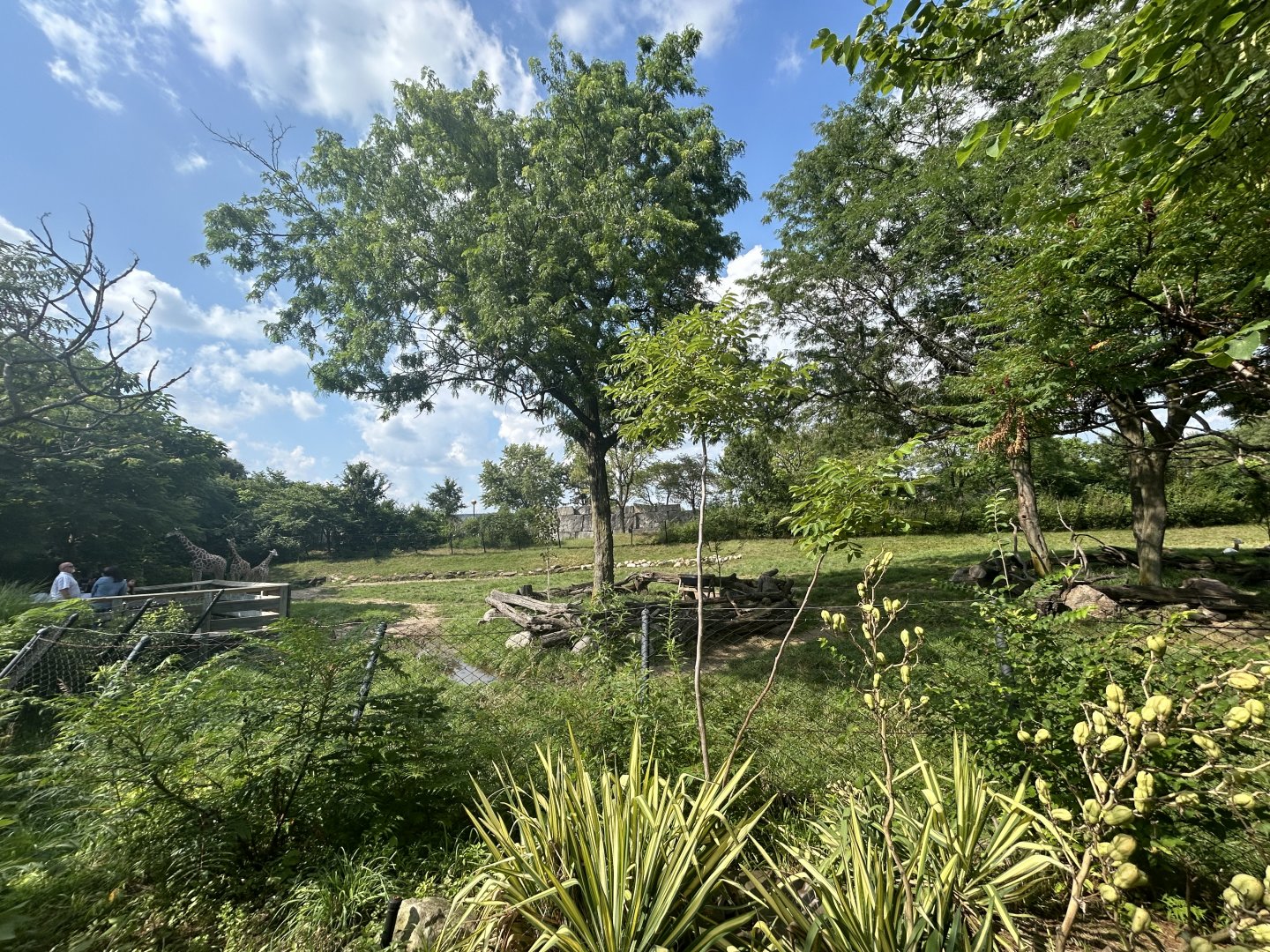 Giraffe & Addra Gazelle - Plains