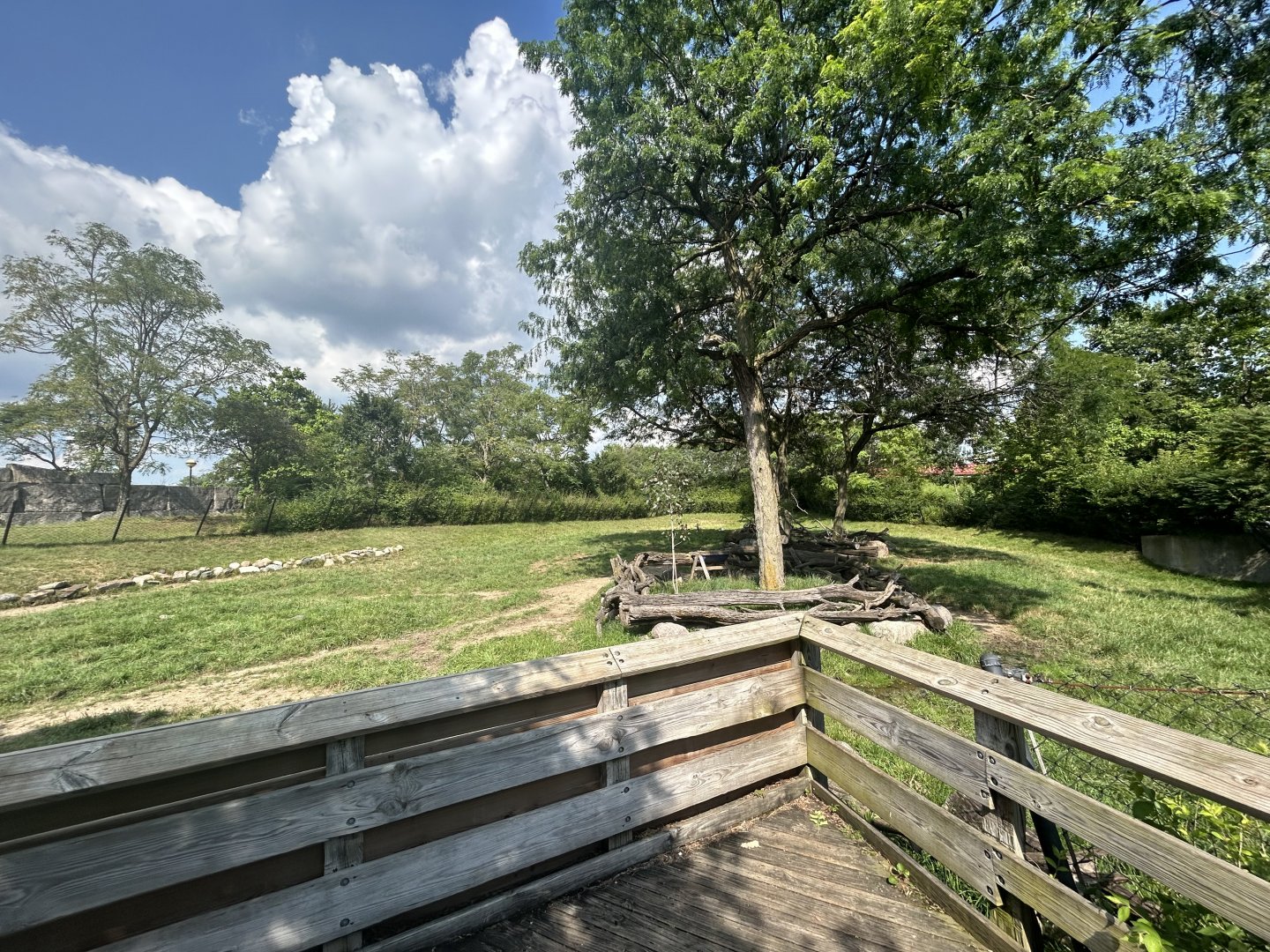 Giraffe & Addra Gazelle - Plains