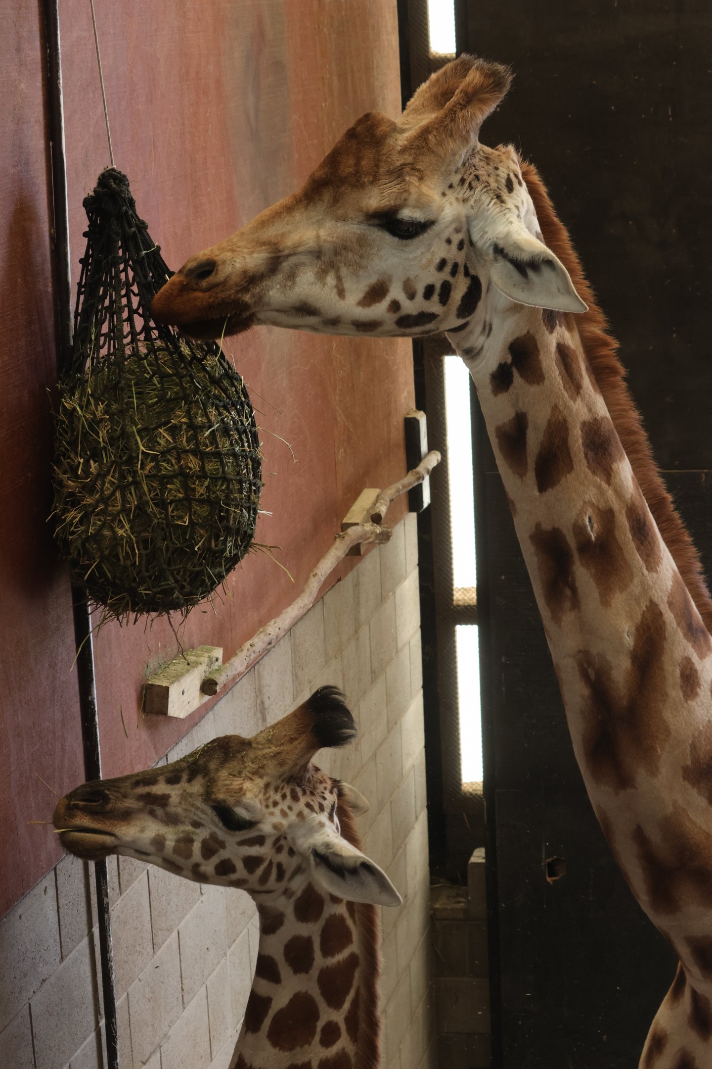 Giraffe adult and juvenile